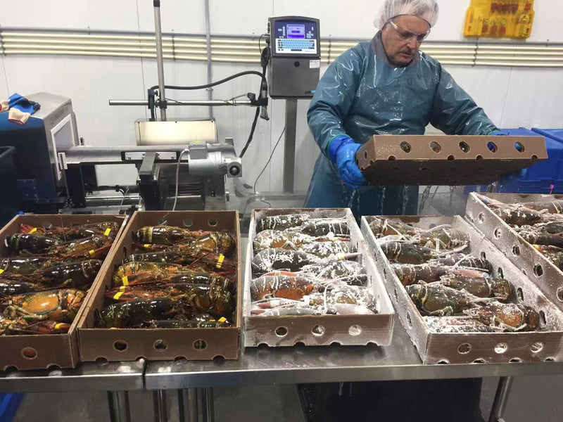 Why Wax-Coated Boxes Are the Best Choice for Cold Chain & Seafood Packaging in 2026
